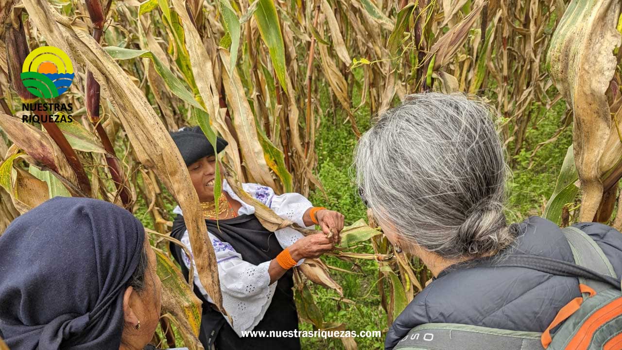 Dos sistemas agrícolas y agroforestales biodiversos de Ecuador fueron