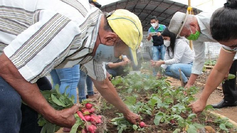 Adultos mayores aprenden a cultivar huertos con apoyo de la Prefectura de los Ríos