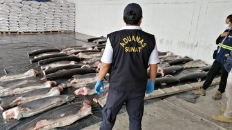 Decomisan 11 toneladas de tiburones mutilados procedentes de Ecuador