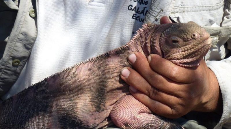 La comunicación olfativa puede contribuir al aislamiento reproductivo entre las iguanas rosadas y amarillas en el volcán Wolf de Galápagos.