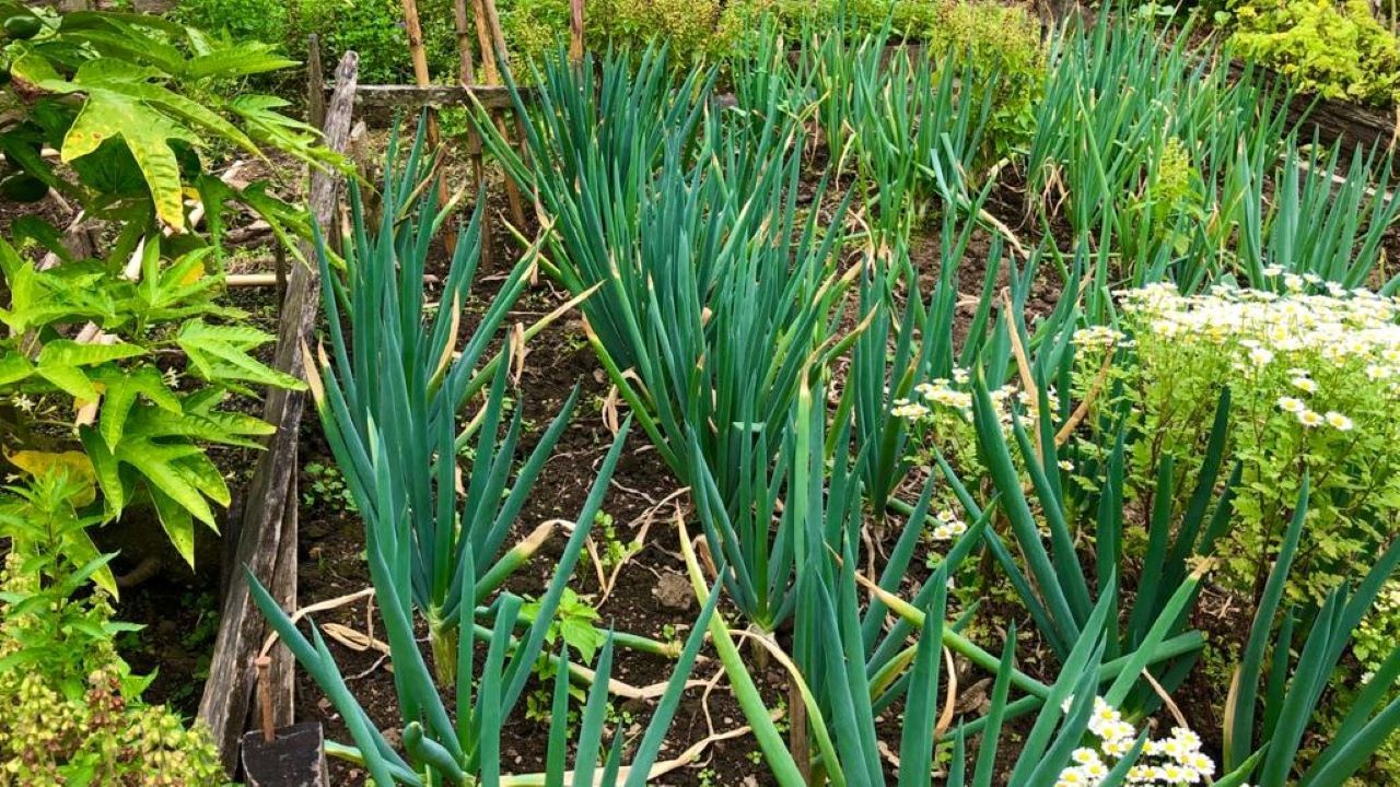 Los huertos familiares en Chinchipe están dando frutos