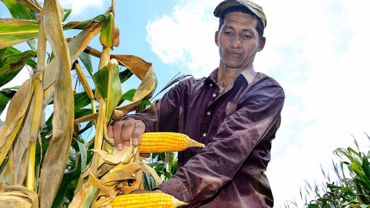 Maiceros fortalecen su cadena productiva