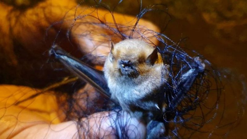 Parque Nacional Galápagos  junto a dos universidades  estudian especies de murciélagos