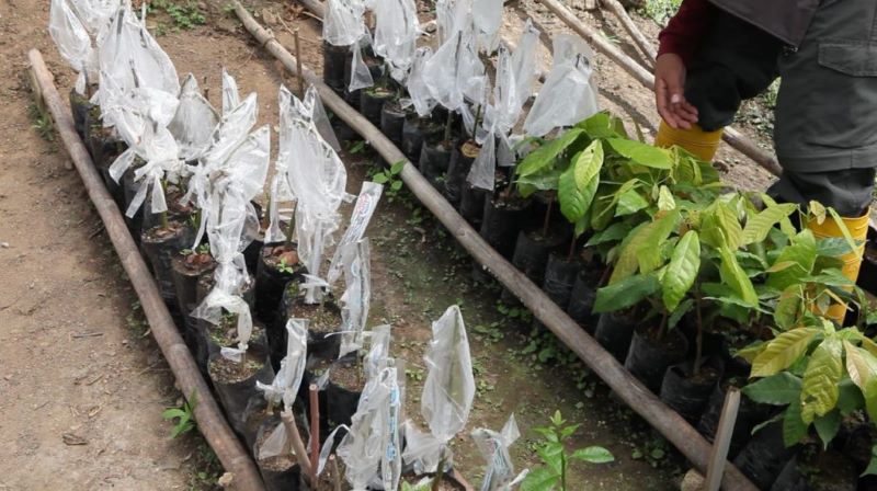 Viveros agrícolas un incentivo más para el productor en Palanda
