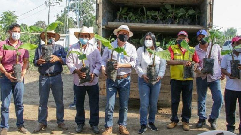Agricultores de Baba se benefician con plantas de hartón