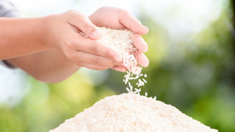 Ecuador se alista para exportar arroz a Colombia