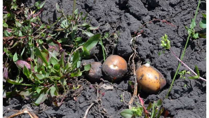 La Dirección de Gestión Social de la Prefectura de Chimborazo hace seguimiento a proyectos de papa y pasto para siembra en Colta