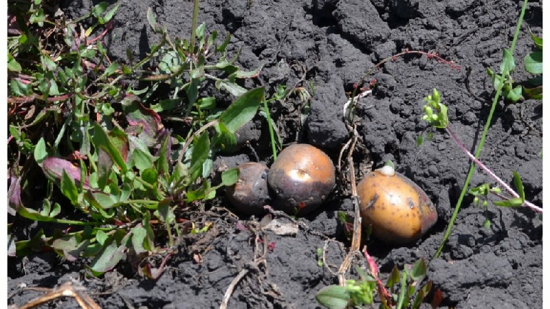 La Dirección de Gestión Social de la Prefectura de Chimborazo hace seguimiento a proyectos de papa y pasto para siembra en Colta