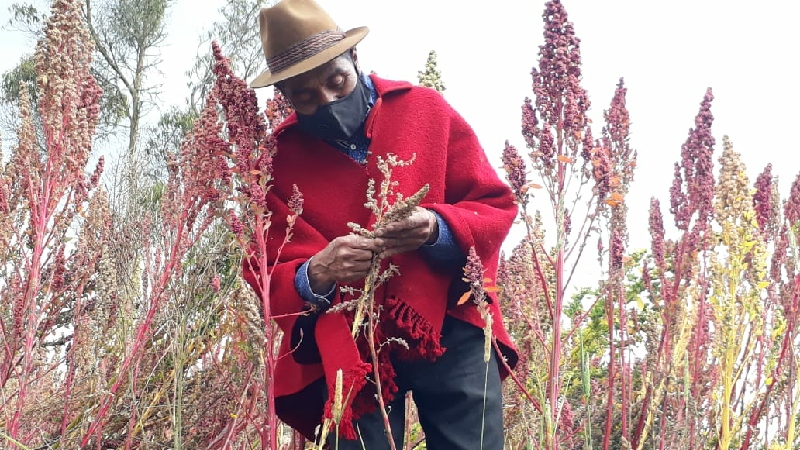 MAG organiza la Semana de la Quinua