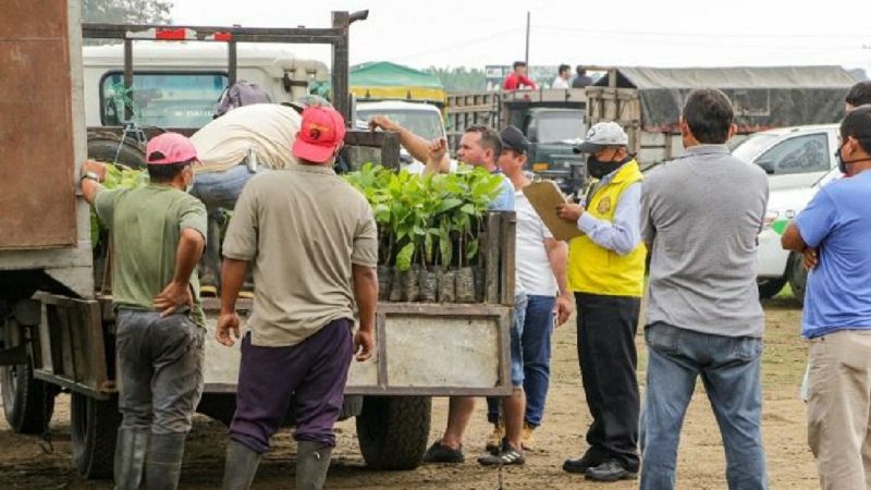 Más de 86 mil plantas de cacao entregó el Prefecto de los Ríos en Buena Fe y Valencia