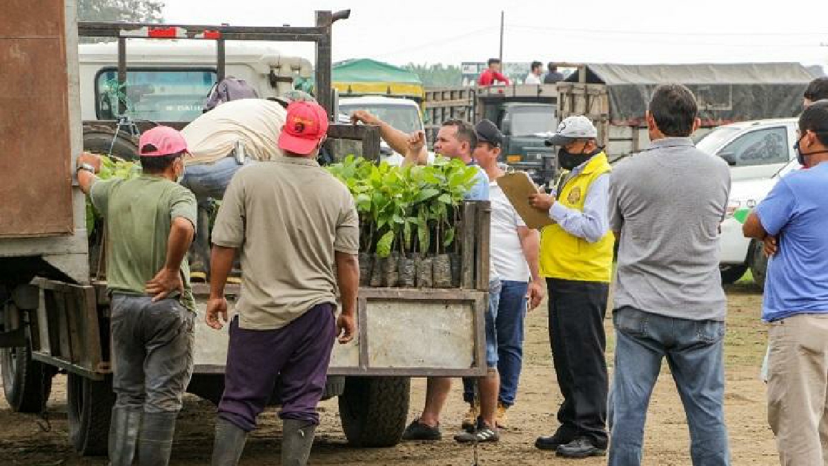 Más de 86 mil plantas de cacao entregó el Prefecto de los Ríos en Buena Fe y Valencia