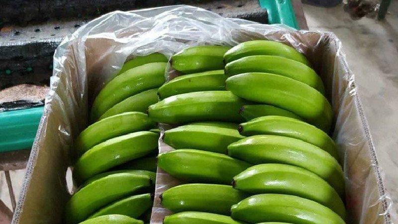 Productores de banano podrán regularizarse desde hoy