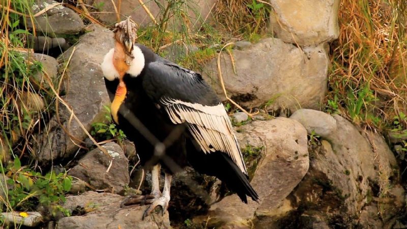 18 de Octubre Día de la Protección a la Naturaleza