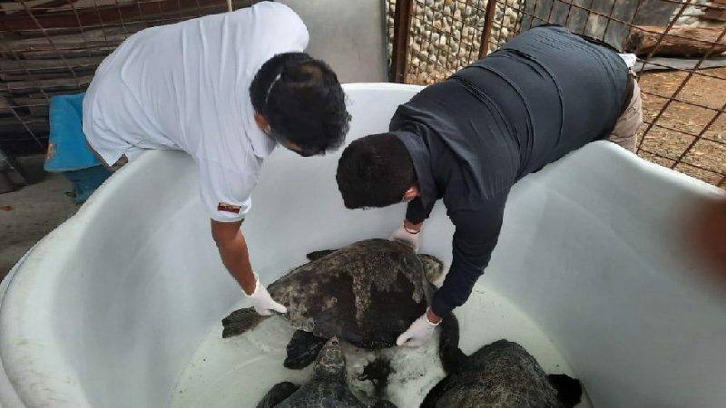 5 tortugas marinas varadas en playas esmeraldeñas fueron rescatadas