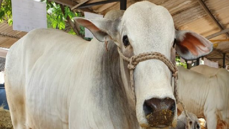Chile, otro mercado que se reabre para la exportación de carne bovina colombiana