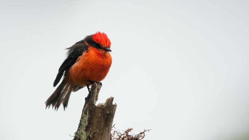El control de especies ayuda a proteger al pájaro brujo de Santa Cruz