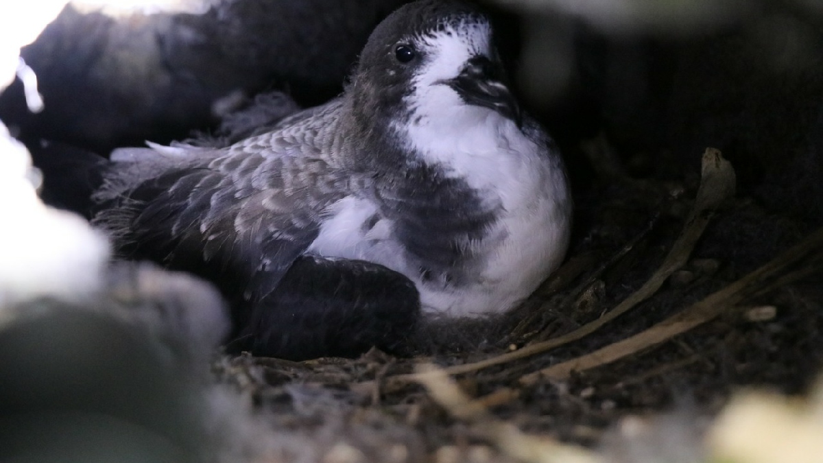 Finaliza anidación de petreles en Floreana