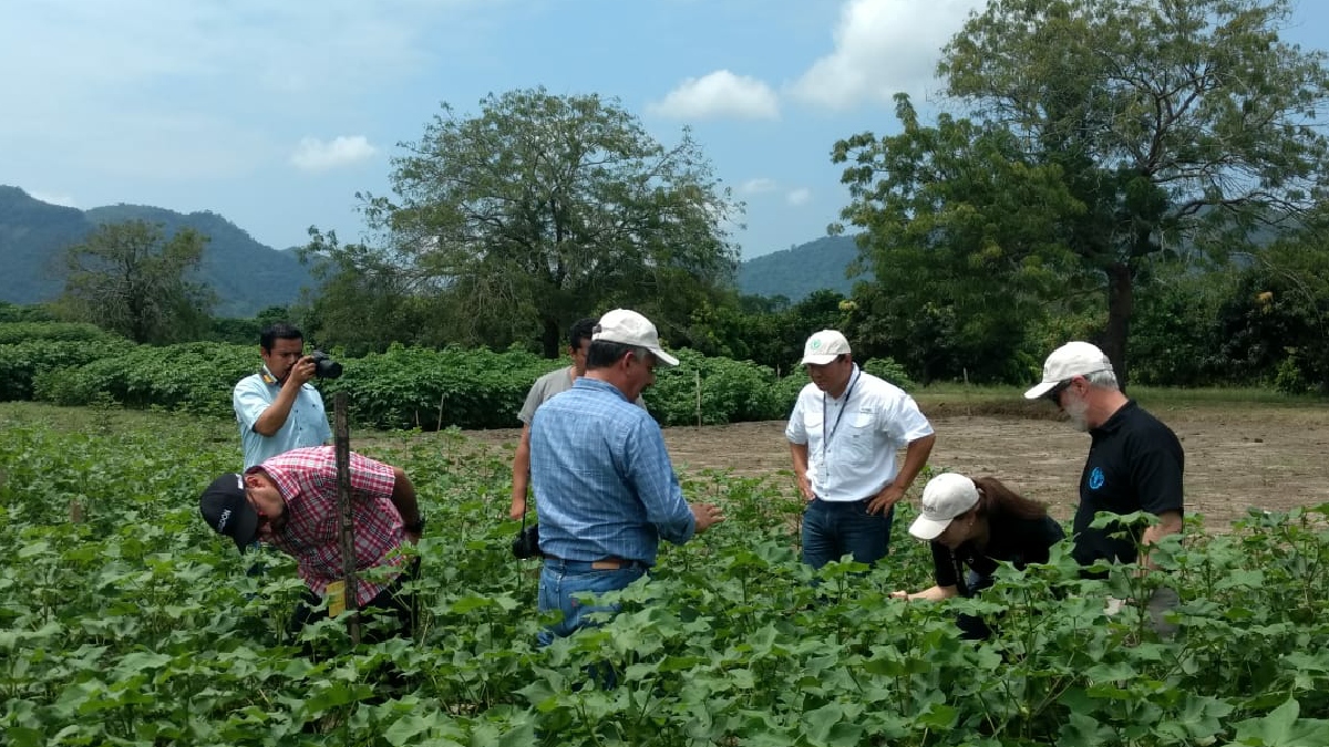 INIAP actualiza y genera tecnologías sostenibles en el cultivo de algodón