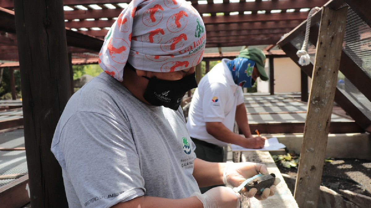 Inicia eclosión de huevos en el centro de crianza de Isabela