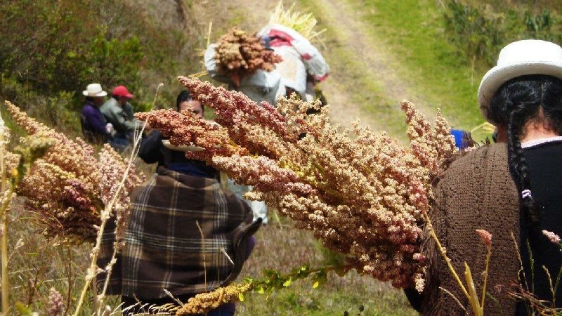 MAG realiza el III Congreso de la Quinua, alimento ancestral en Ecuador