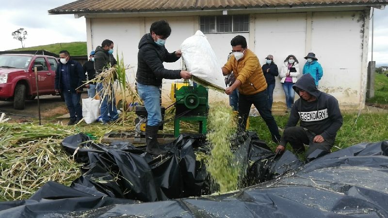 Manejo orgánico de pastos, una opción para ganaderos azuayos