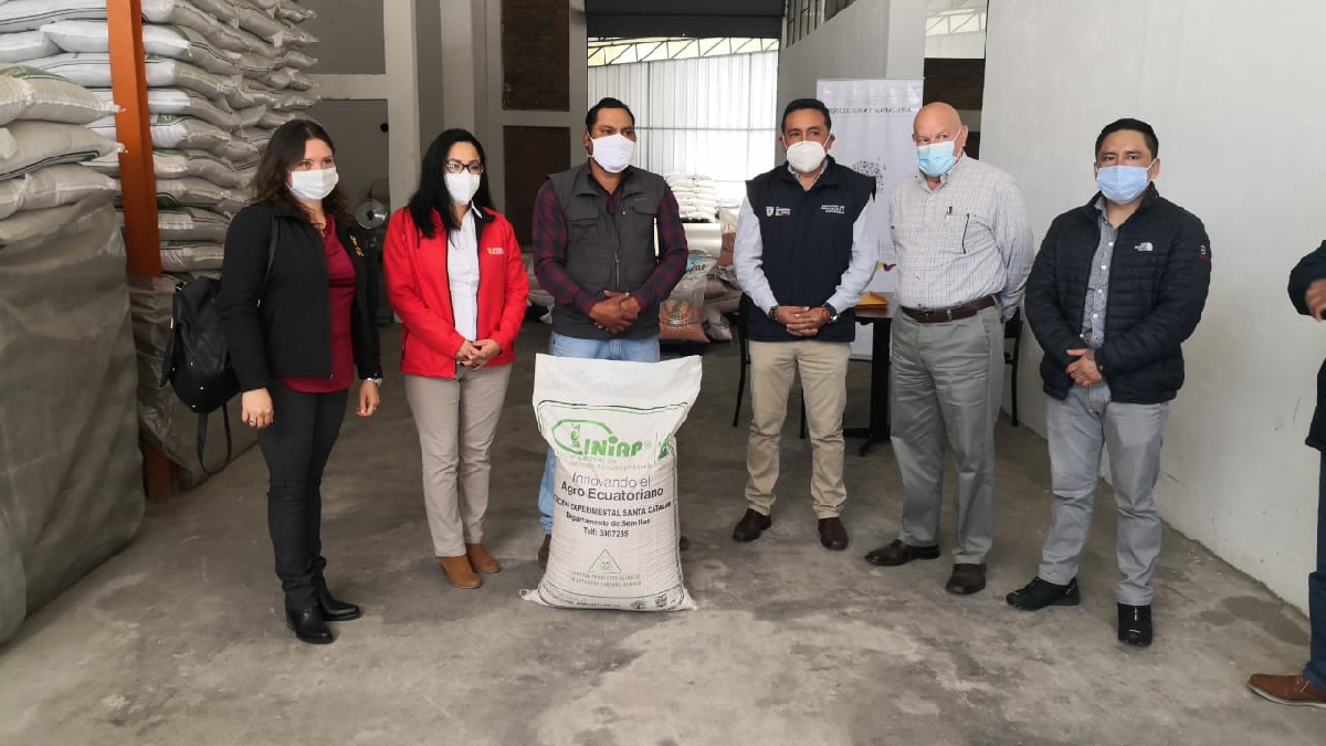 Más de 3.100 pequeños productores de Pichincha se benefician con semilla certificada de trigo y maíz