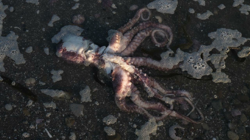 Muerte de animales marinos en la Península rusa de Kamchatka plantea temor de ‘desastre ecológico’