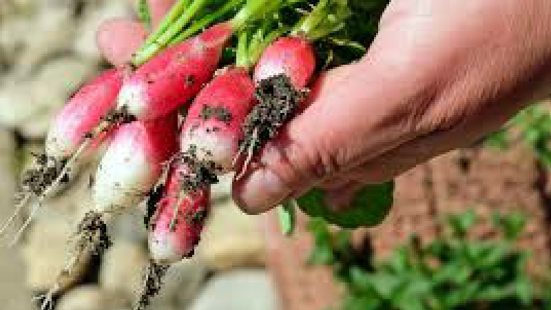 Nuevo curso para exportadores agroalimentarios de América Latina