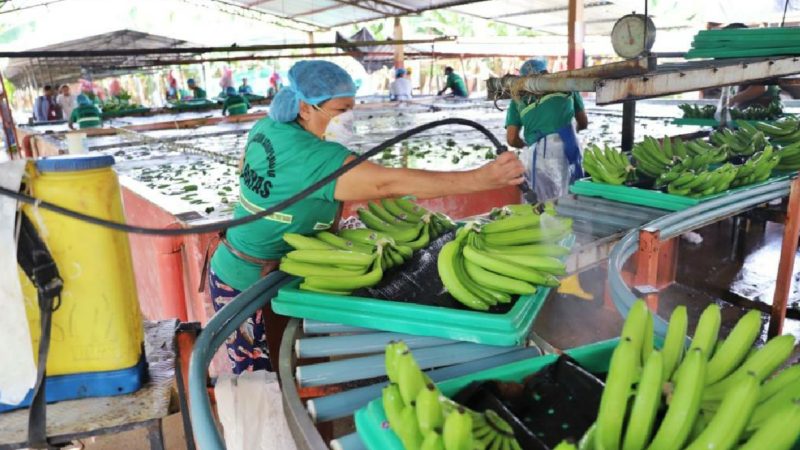 Banano: Nuevo esquema de precios viene acompañado de beneficios