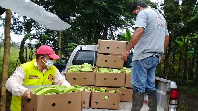 Prefecto de los Ríos inicia entrega de 55 500 plantas de hartón a agricultores de los ríos, en Mocache