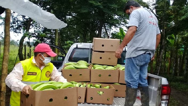 Prefecto de los Ríos inicia entrega de 55 500 plantas de hartón a agricultores de los ríos, en Mocache