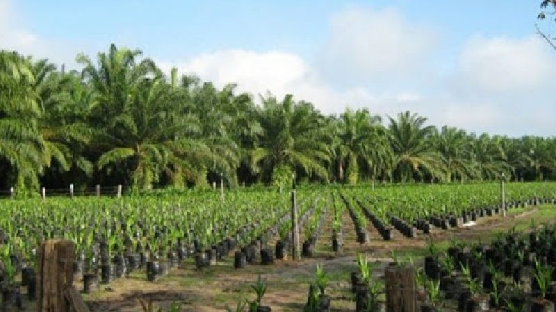 Sector palmero colombiano reafirma compromiso con la sostenibilidad