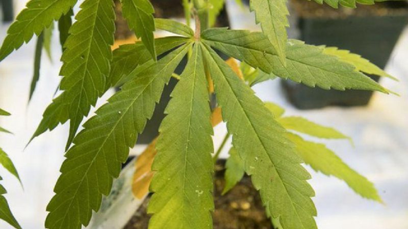 Siete tipos de licencias para cultivo y comercialización de cáñamo en Ecuador se emitirán