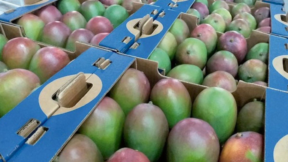 •	Piura: productores de Chulucanas cambiaron sus vidas tras migrar al mango