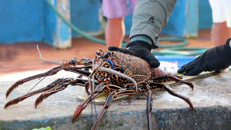 78.2 toneladas de langosta llegaron a los muelles de Galápagos