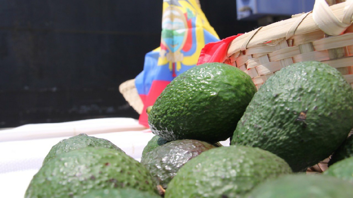 Aguacate Hass proveniente de Carchi llega al mercado Español