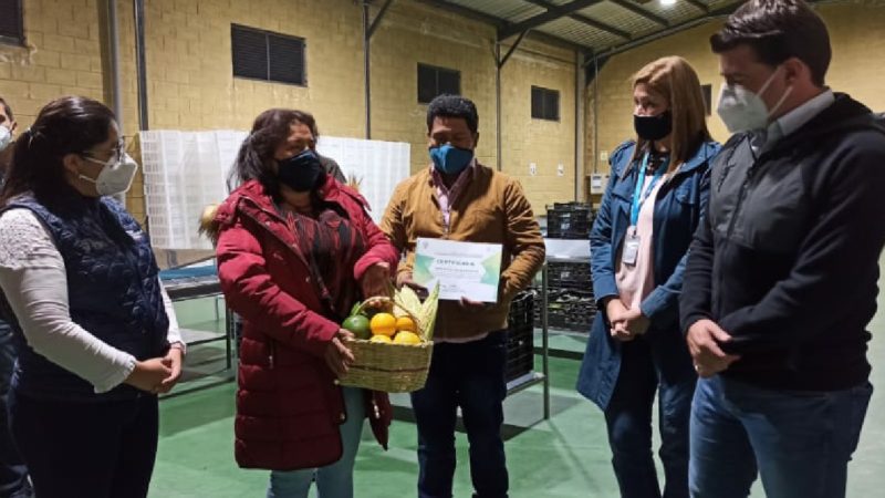 Aguacate de Mira, en el Carchi, conquista el mundo