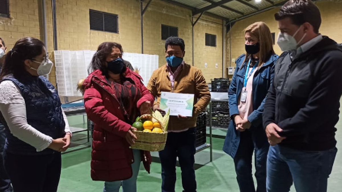 Aguacate de Mira, en el Carchi, conquista el mundo