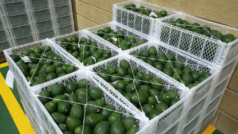 Aguacate de Mira, en el Carchi, conquista el mundo