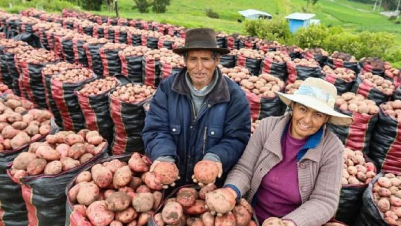 Campaña Adopta una tonelada de papa cerca a 400 TM de venta directa