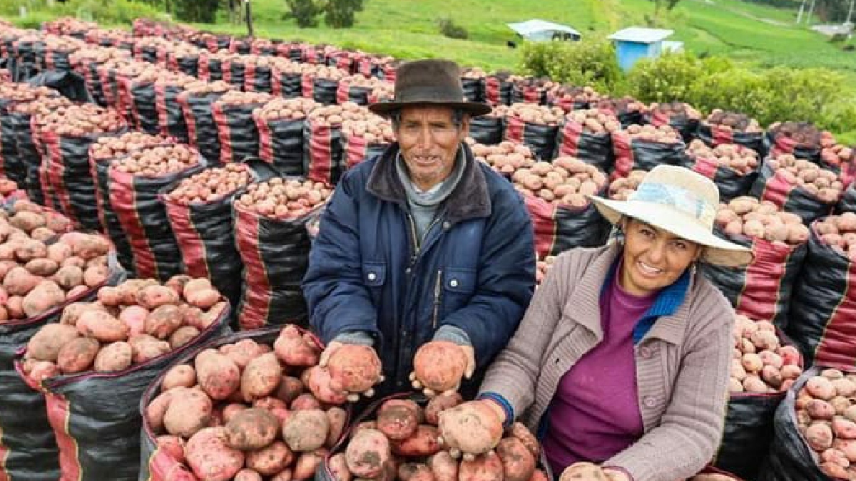 Campaña Adopta una tonelada de papa cerca a 400 TM de venta directa