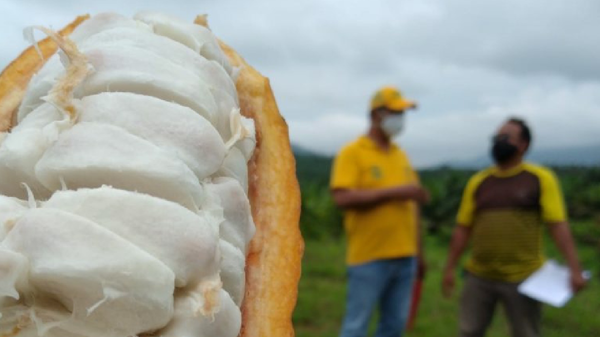 Cerca de 100 mil plantas de cacao han sido entregadas por la Prefectura.