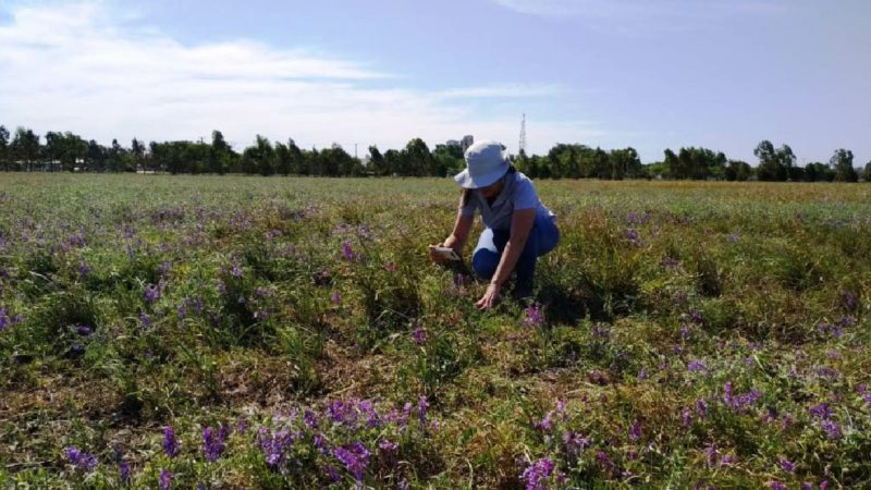 Compostaje porcino, la salida para nutrir suelos periurbanos