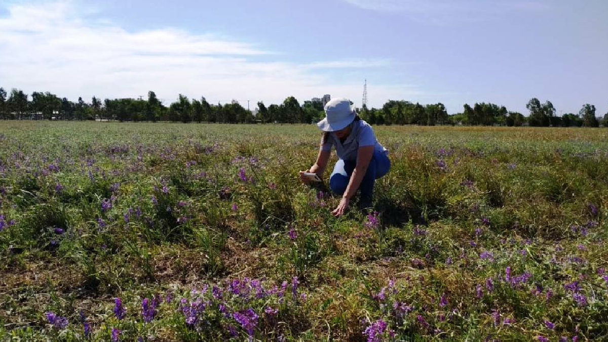 Compostaje porcino, la salida para nutrir suelos periurbanos