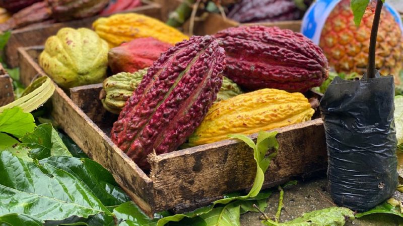 Concurso Cacao de Excelencia Ecuador 2020” para productores cacaoteros de todo el país