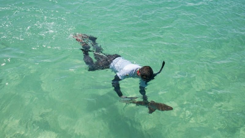 DPNG busca determinar efecto de la variación de la temperatura en las áreas de crianza de tiburones