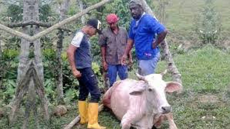 El desarrollo agrícola avanza con el aporte de la Prefectura de Esmeraldas.