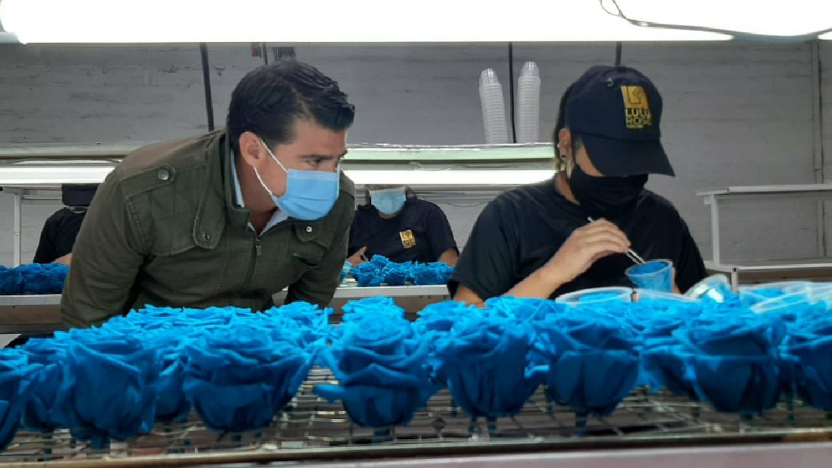 Firma española comercializará flores preservadas de Cotopaxi