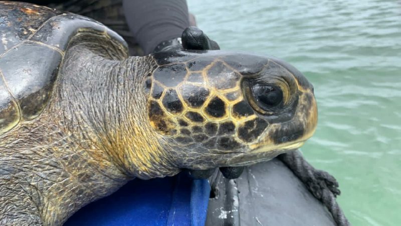 Guardaparques monitorean las áreas de agregación de las tortugas marinas