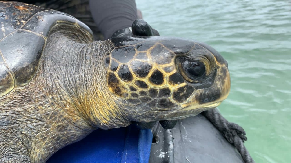 Guardaparques monitorean las áreas de agregación de las tortugas marinas